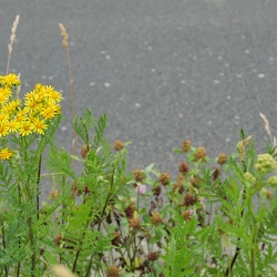 20210620 kaarst fotowalk