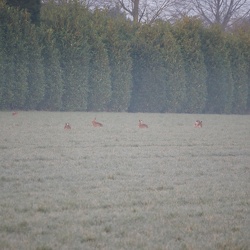 20220325 morgenspaziergang