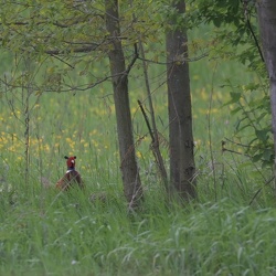 20240418 Urdenbacher Kämpe