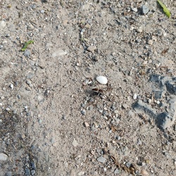 Ueber den Weg gelaufen