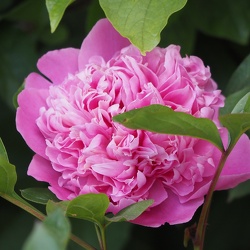 Flora und Fauna und Allerlei