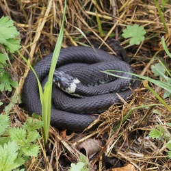 20240519 Kaarst Fotowalk