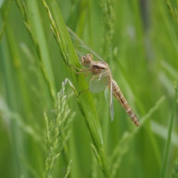 20240520 Kaarst Radrundtahrt